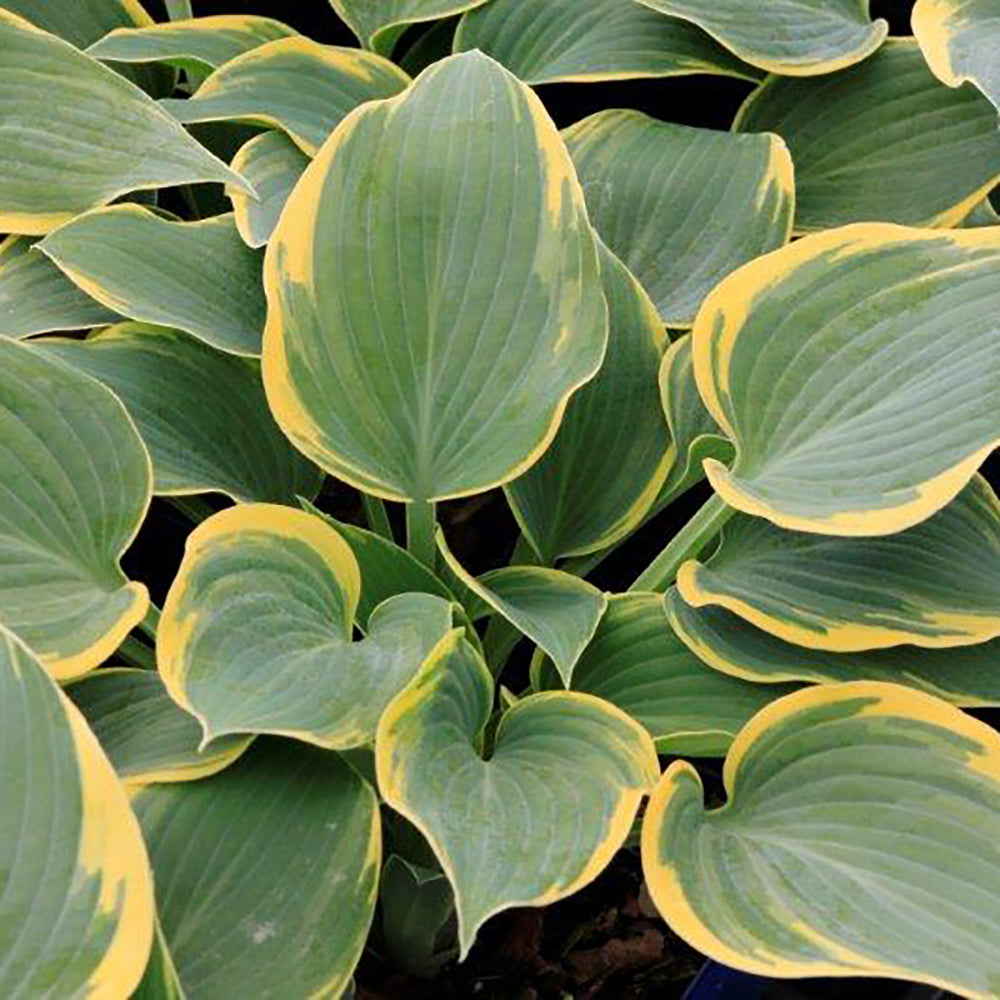 Hosta First Frost