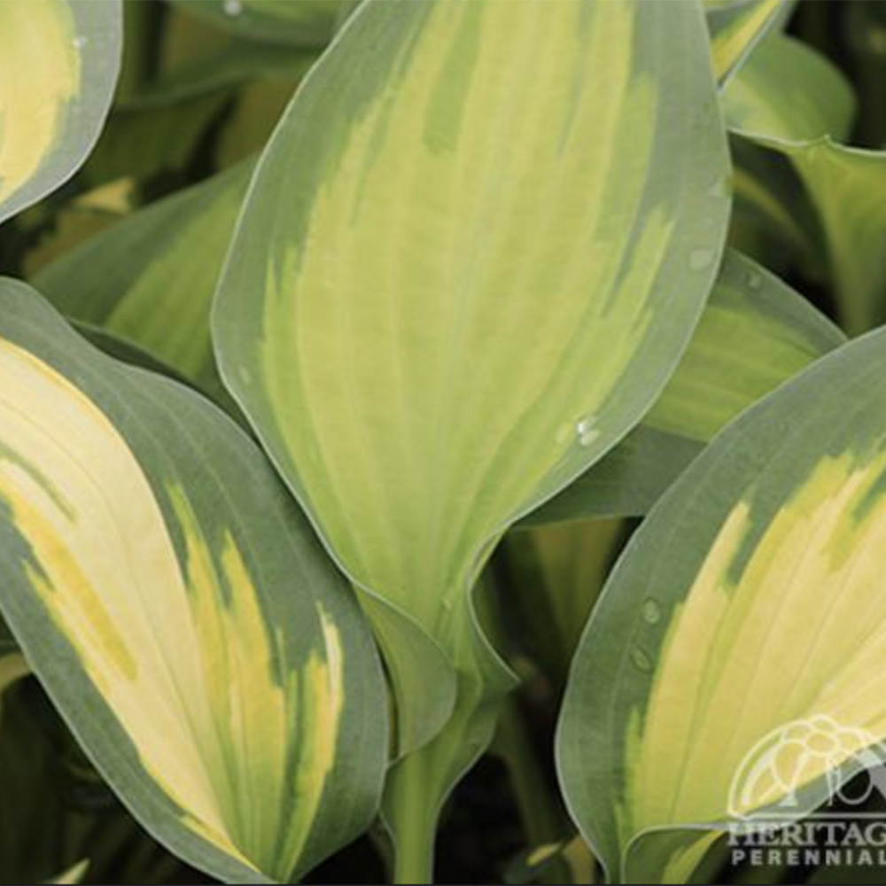 Hosta ‘Forbidden Fruit’