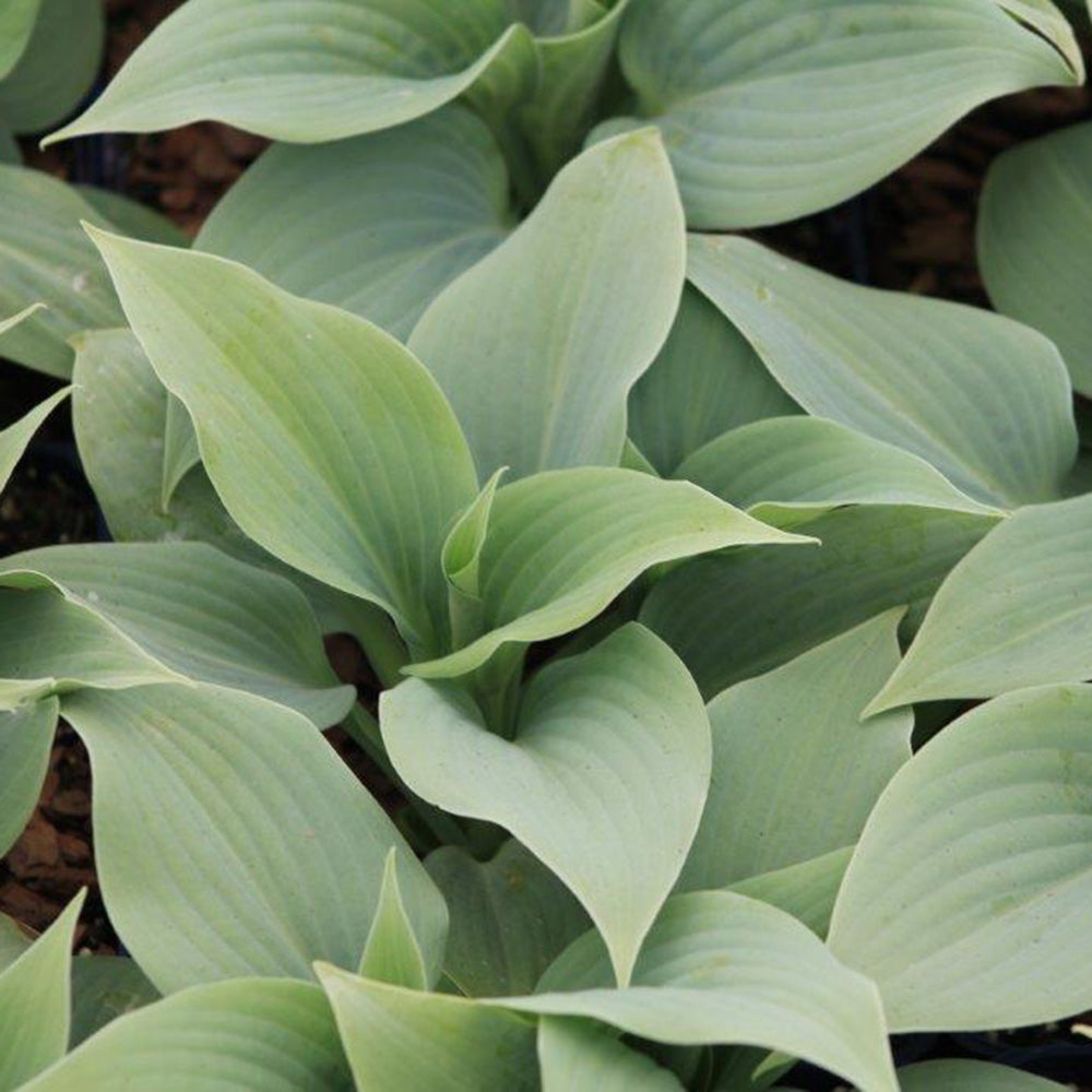 Hosta Fragrant Blue