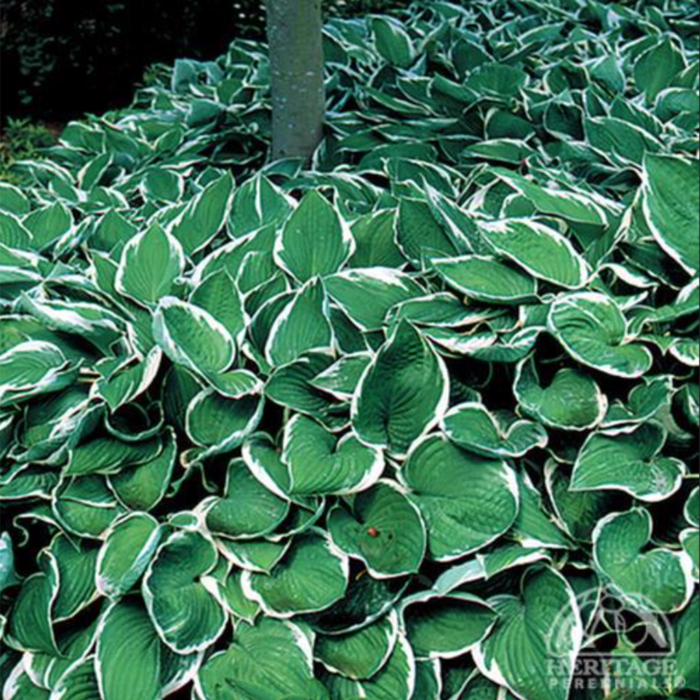Hosta ‘Francee’