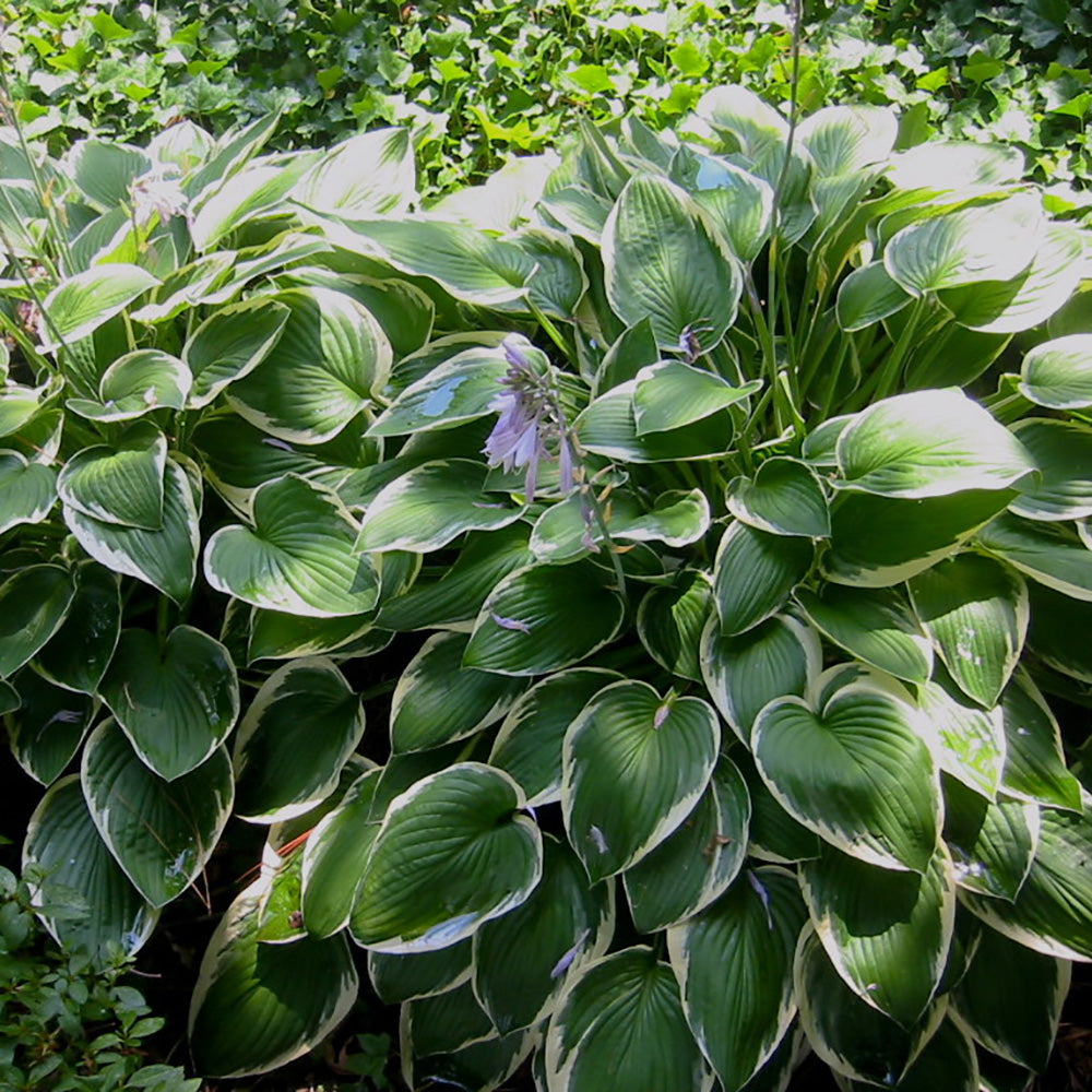 Hosta ‘Francee’