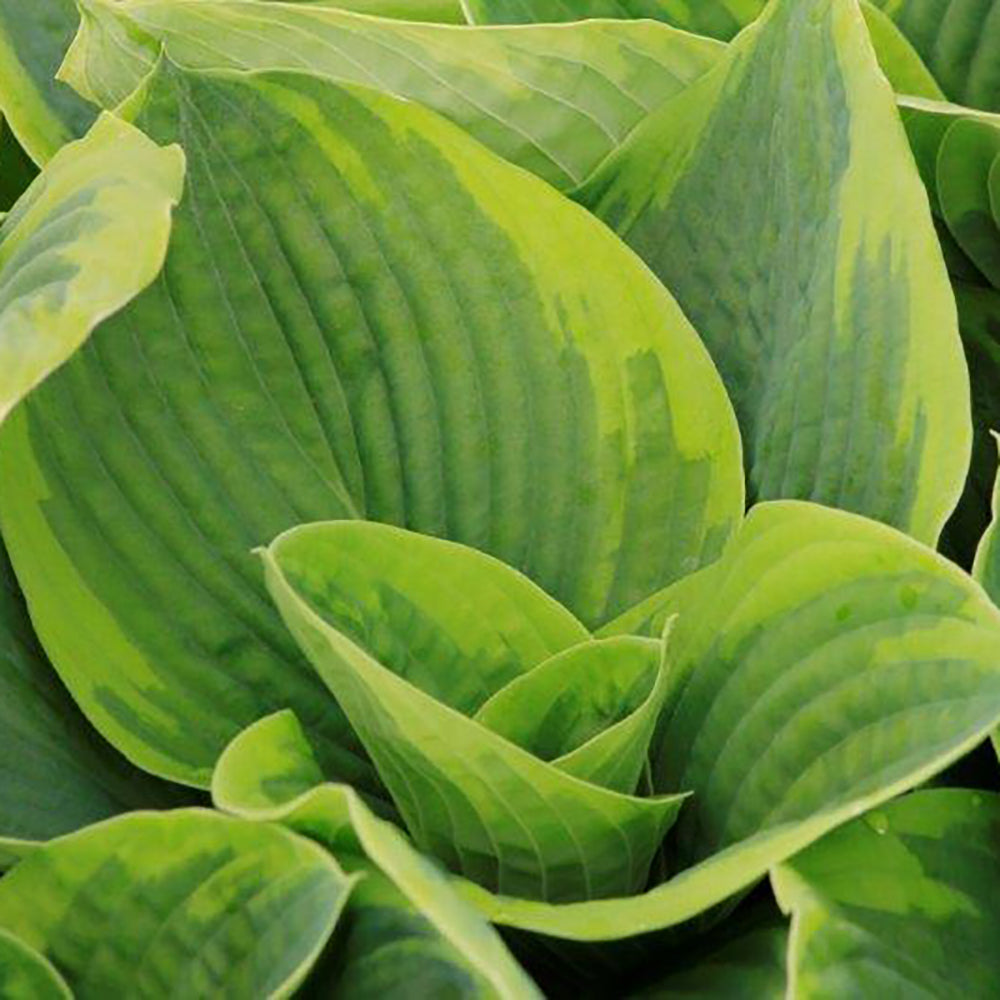 Hosta Frances Williams
