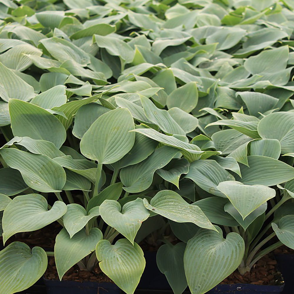 Hosta Halcyon