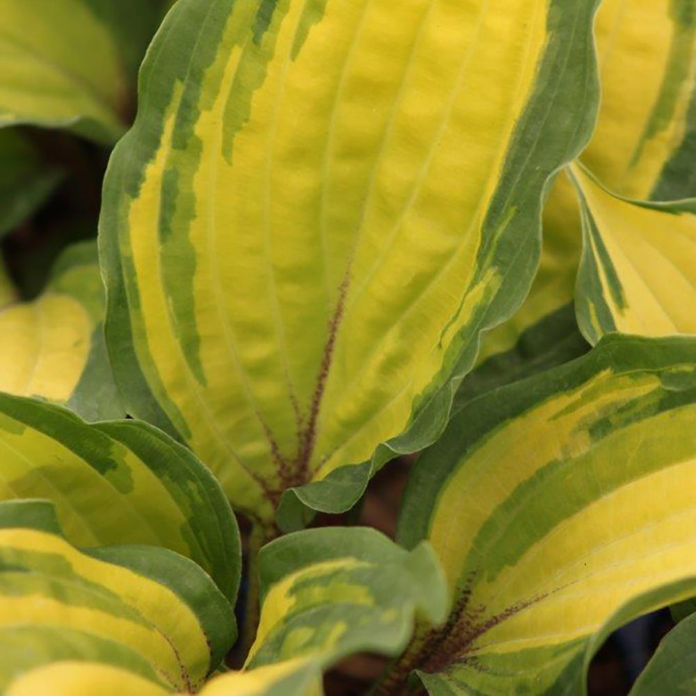 Hosta 'Island Breeze'