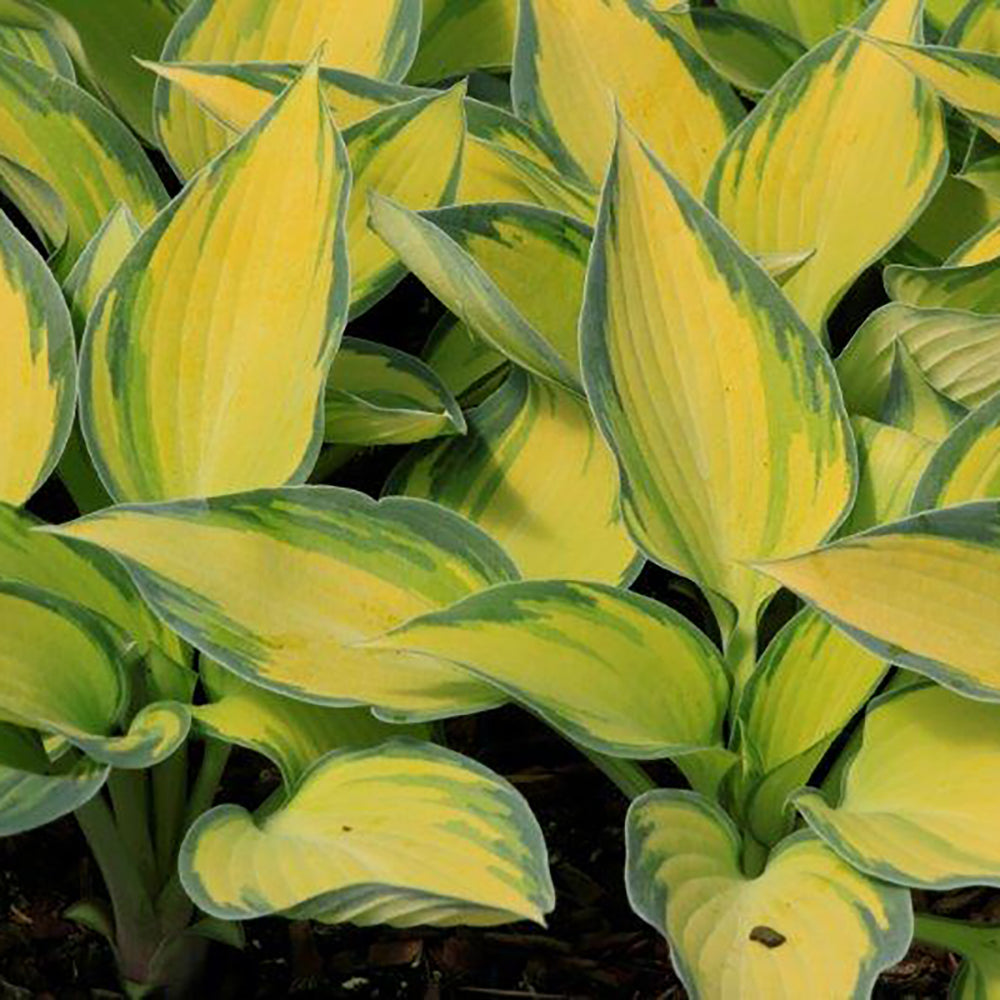 Hosta June