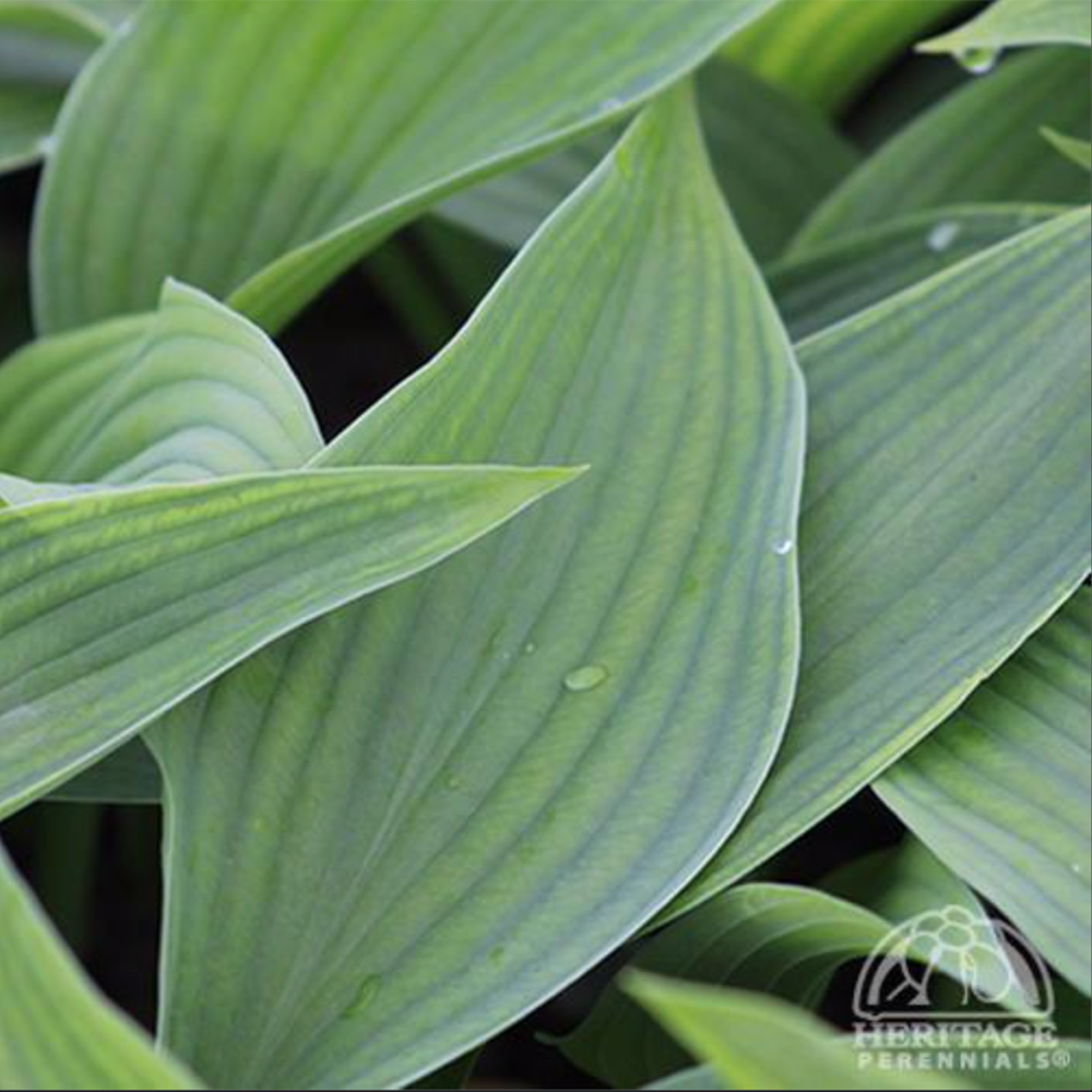 Hosta ‘Komodo Dragon’