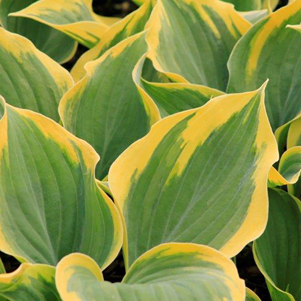 Hosta Liberty