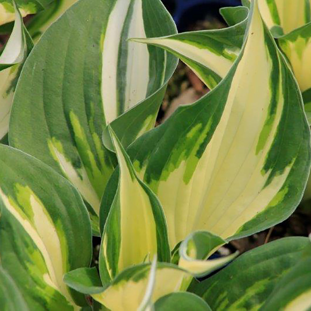 Hosta Loyalist