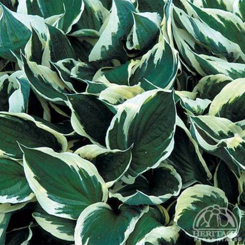 Hosta Minuteman