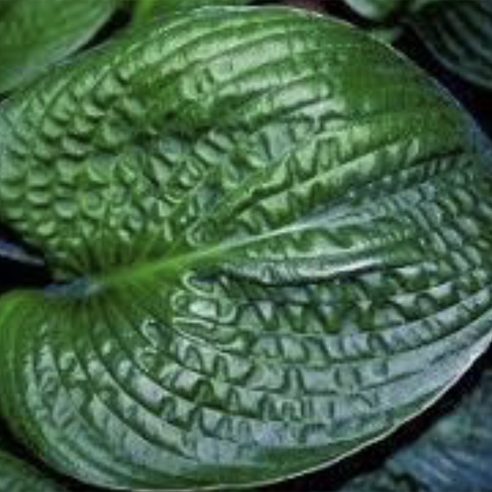 Hosta Mojito