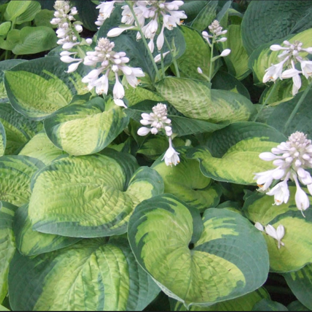 Hosta 'Paradigm'