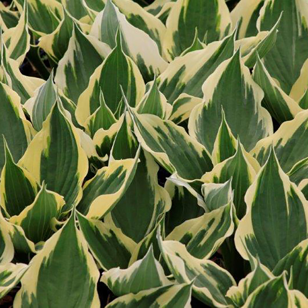 Hosta 'Patriot'