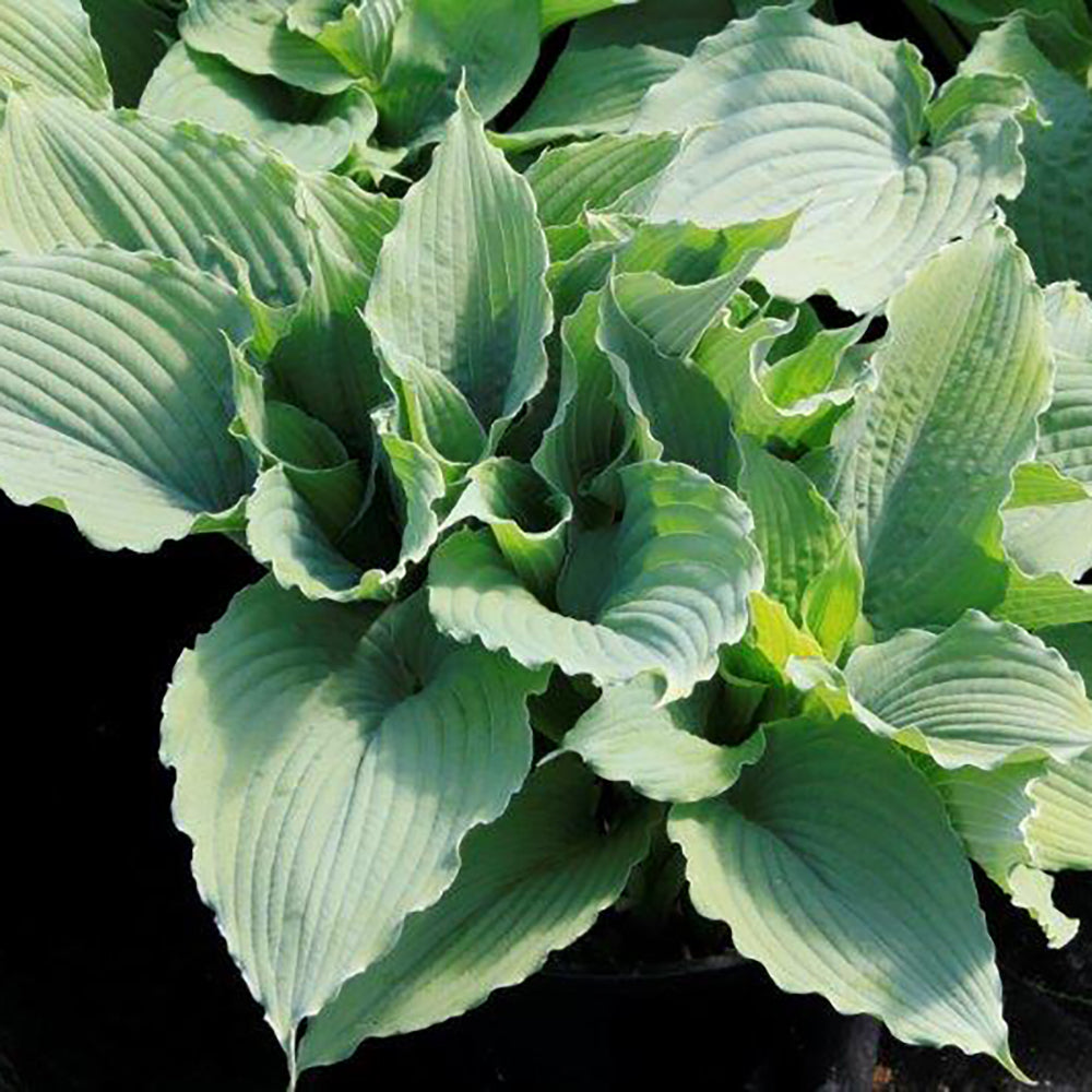 Hosta Queen of the Seas