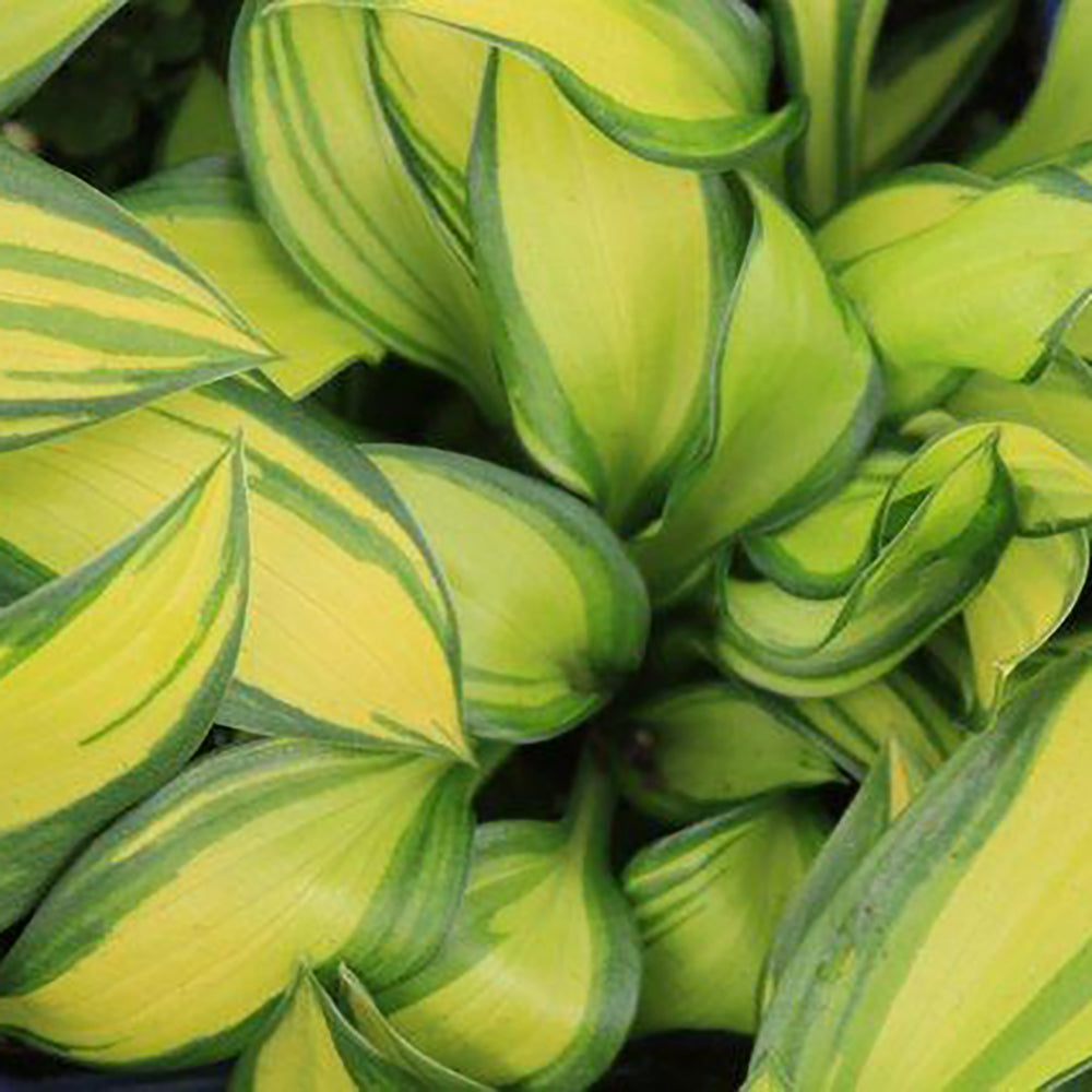 Hosta Rainbow's End