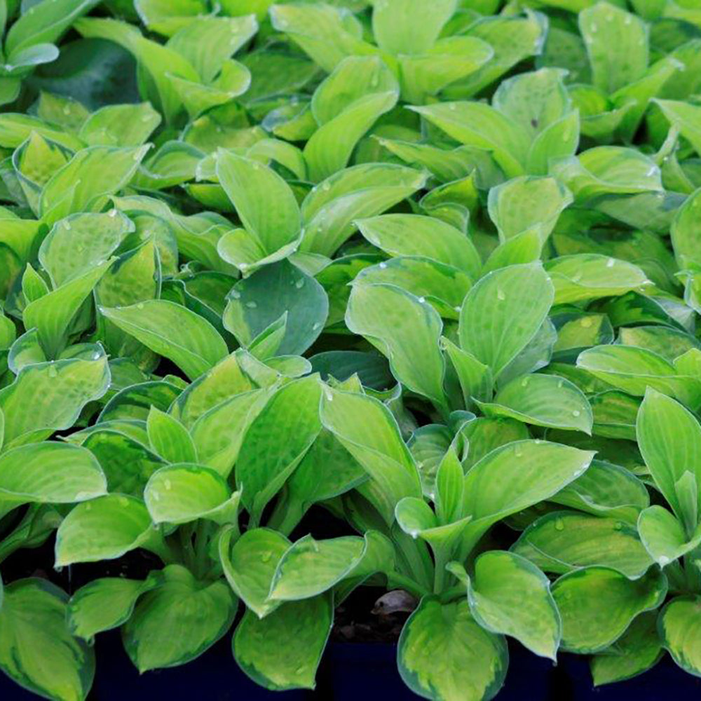 Hosta Rainforest Sunrise