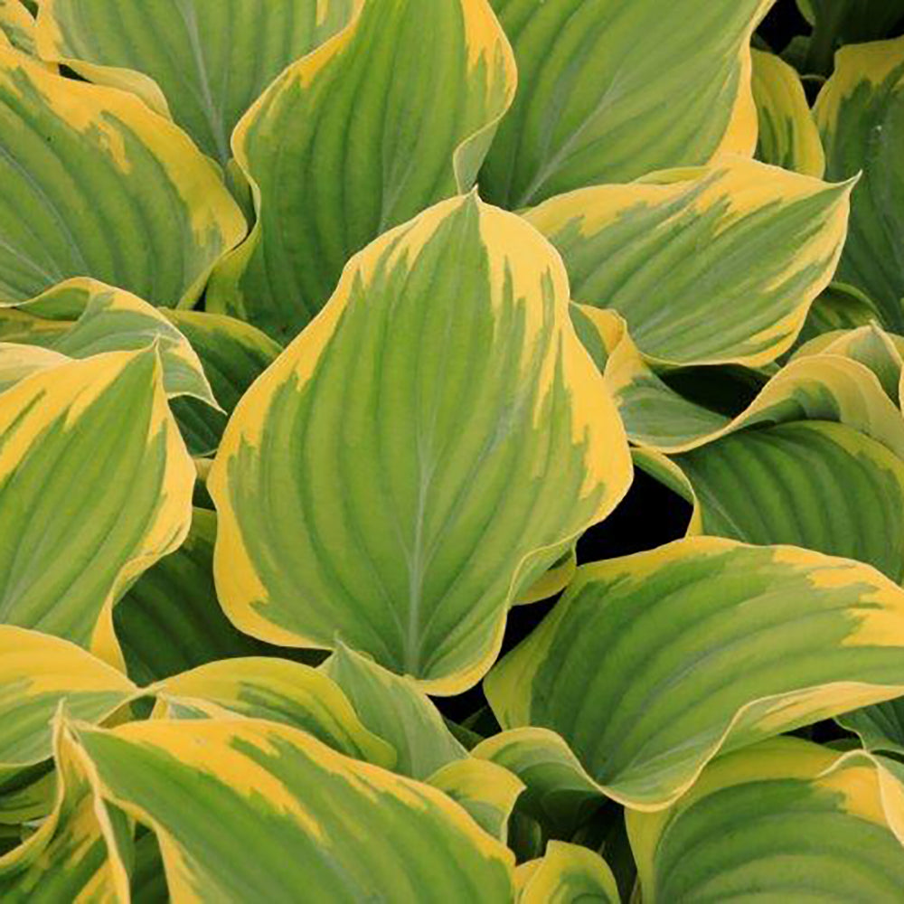 Hosta Sagae