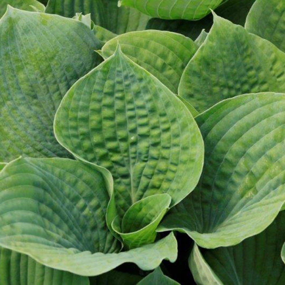 Hosta Sieboldiana Elegans