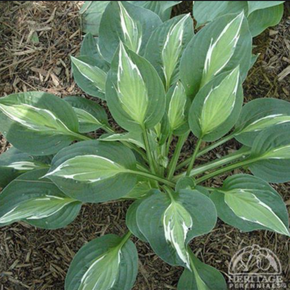 Hosta 'Snake Eyes'