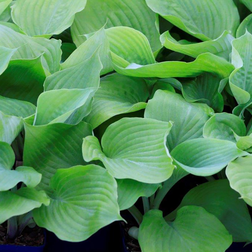 Hosta Sum and Substance