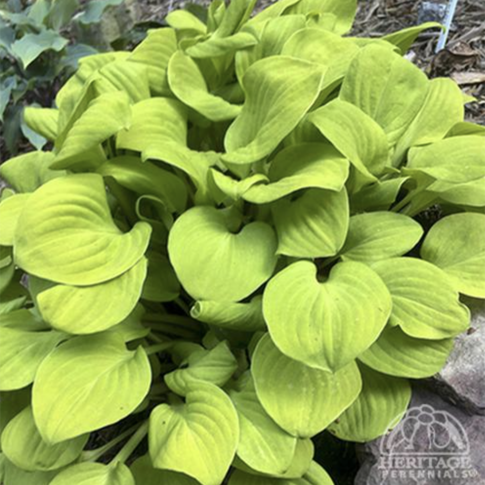 Miniature Hosta ‘Sun Mouse’