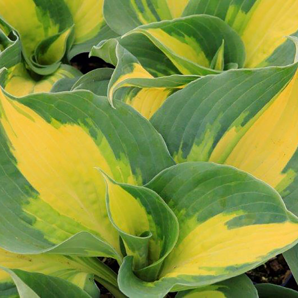 Hosta Thunderbolt