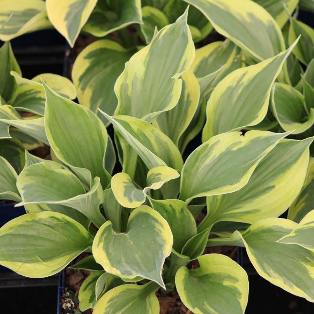 Hosta Twilight