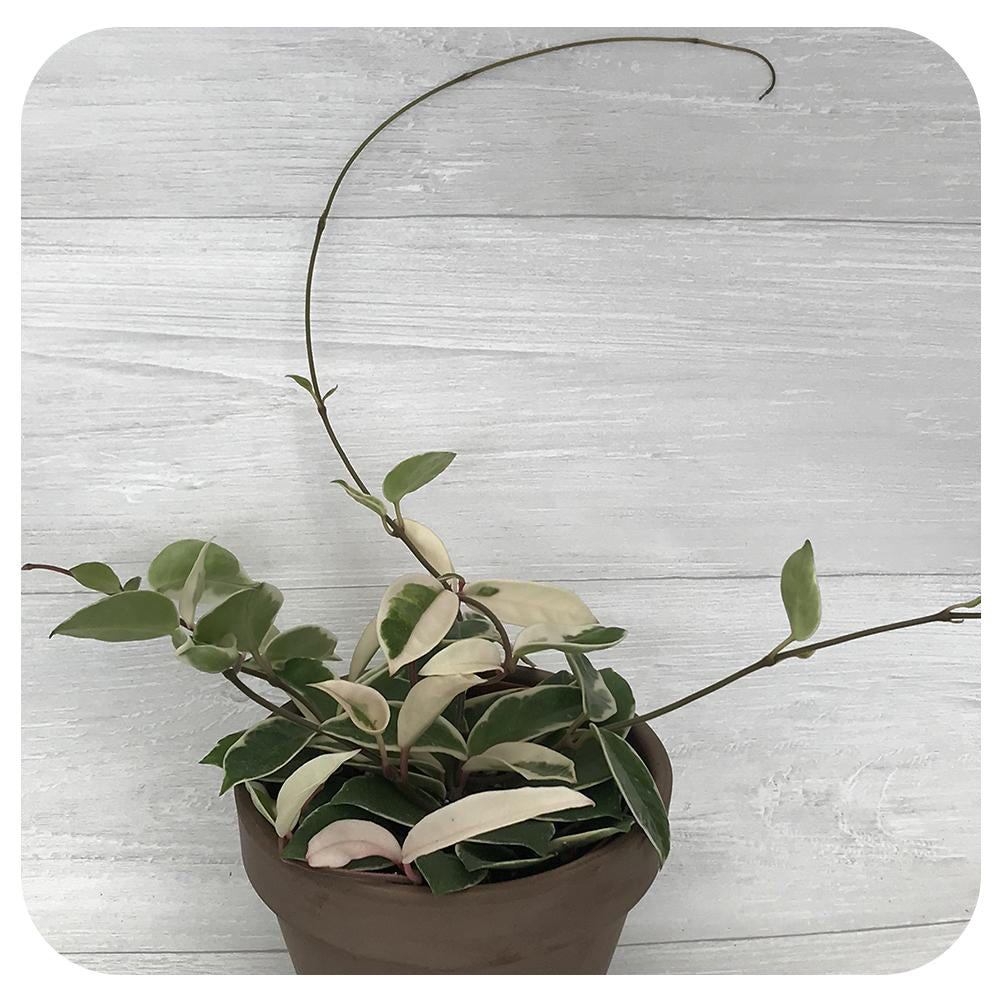 Hoya  ‘Krimson Queen’