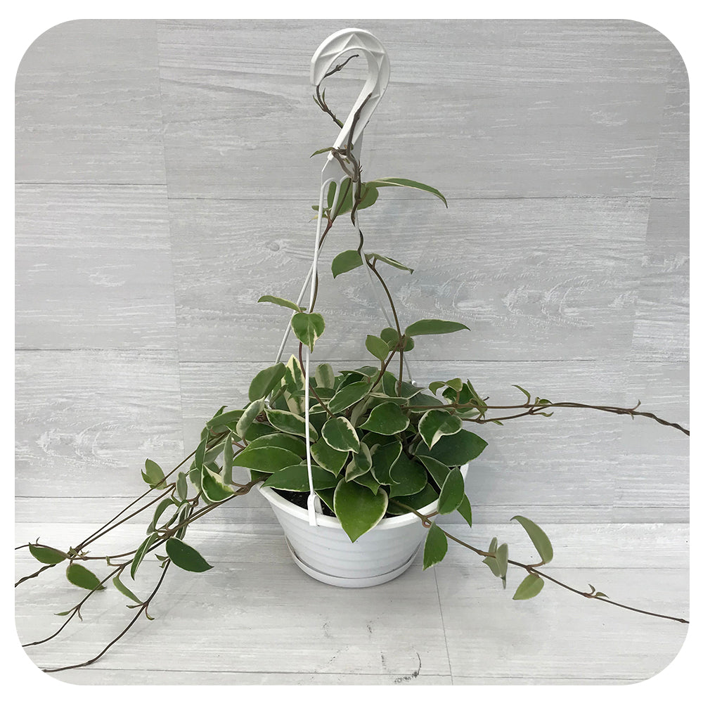 Hoya  ‘Krimson Queen’