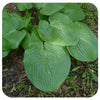 Hosta 'Humpback Whale'