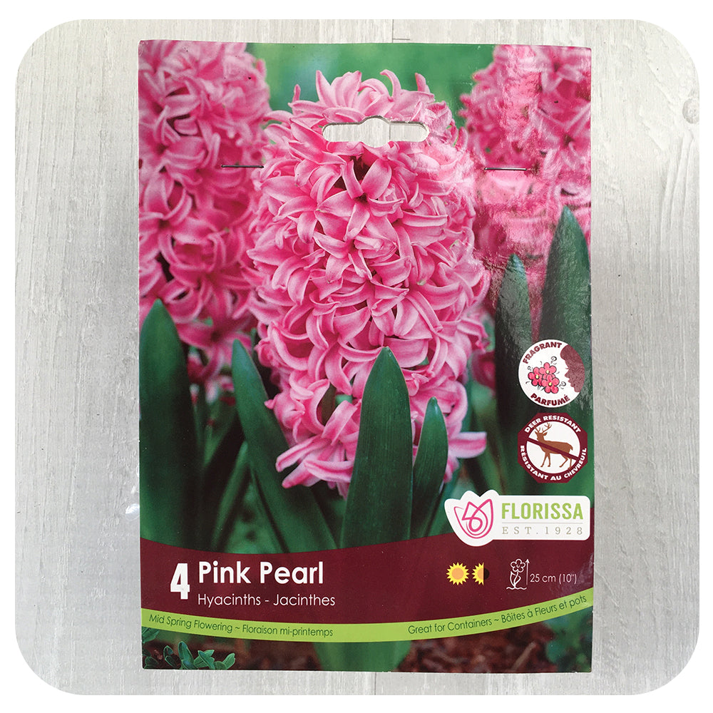 Hyacinth 'Pink Pearl'