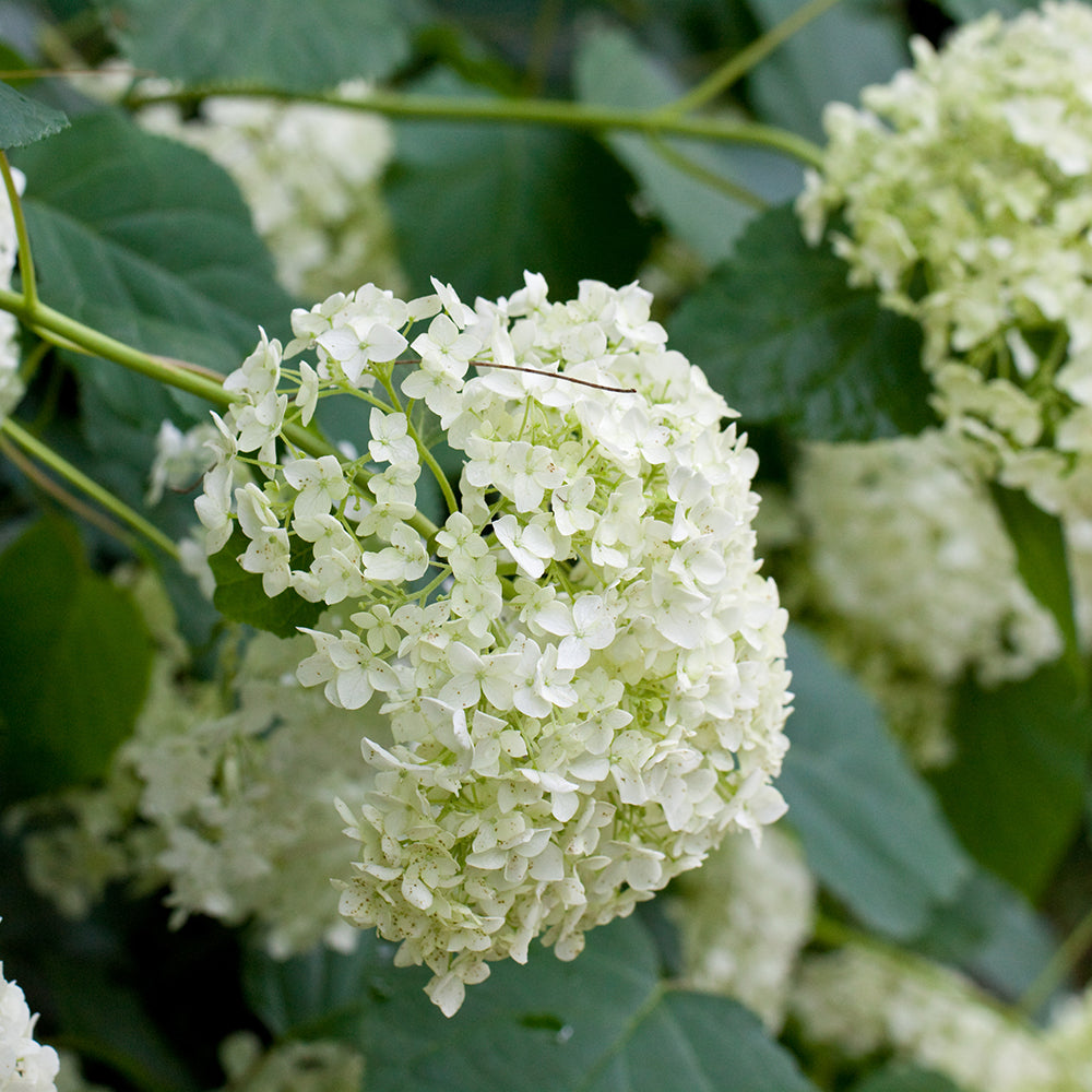 Annabelle Hydrangea (Hydrangea arborescens 'Annabelle')