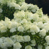 Hardy hydrangea 'Bobo " by Proven Winners (Hydrangea paniculata 'Bobo')