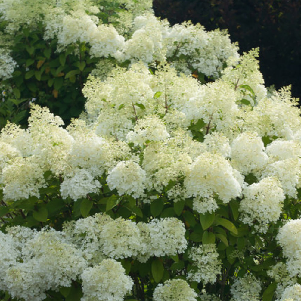 Hardy hydrangea 'Bobo " by Proven Winners (Hydrangea paniculata 'Bobo')
