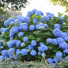 Endless Summer The Original Blue hydrangea (Hydrangea macrophylla 'Endless Summer")