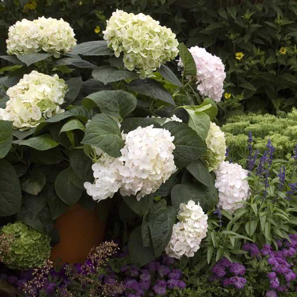 Endless Summer Hydrangea - Blushing Bride (Hydrangea macrophylla 'Blushing Bride')