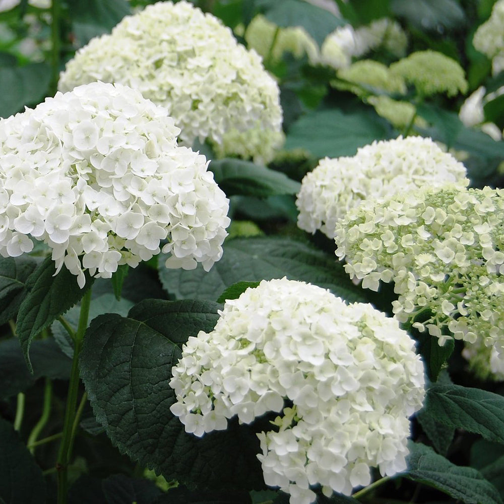 Incrediball Hydrangea (Hydrangea arborescens 'Incrediball') By Proven Winners