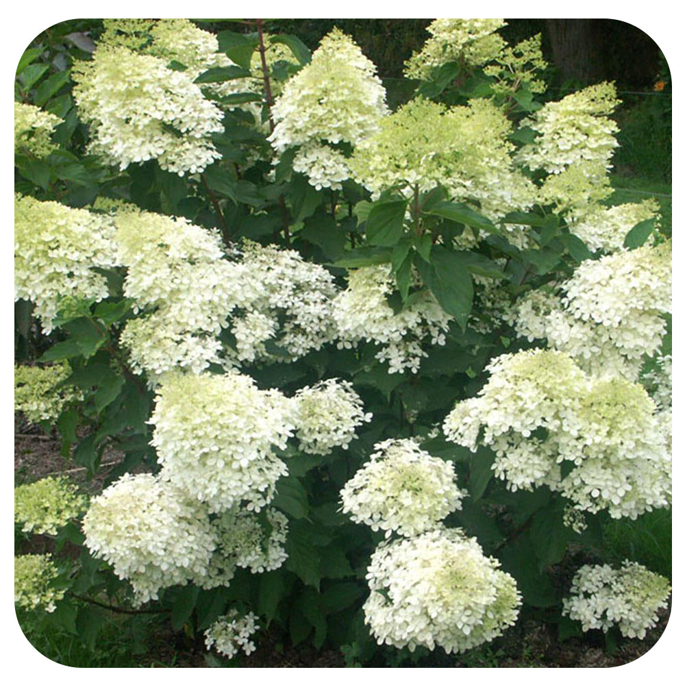 Hardy hydrangea  'Phantom' (Hydrangea paniculata  'Phantom')