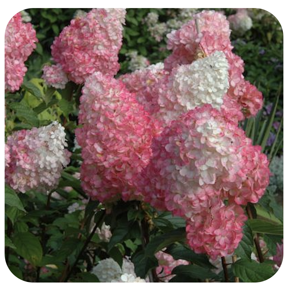 Hardy hydrangea 'Vanilla Strawberry' (Hydrangea paniculata 'Vanilla Strawberry')