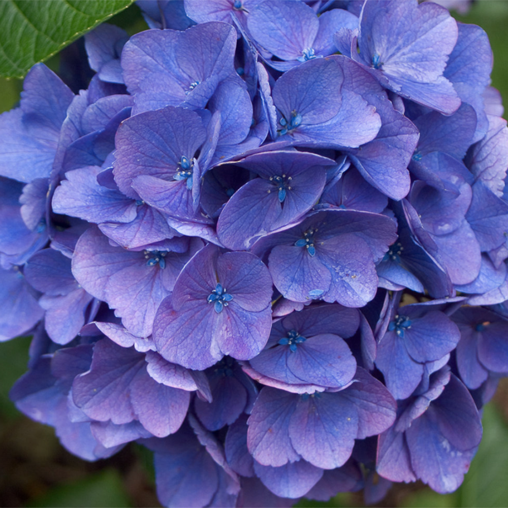 Hydrangea Cityline Vienna by Proven Winners