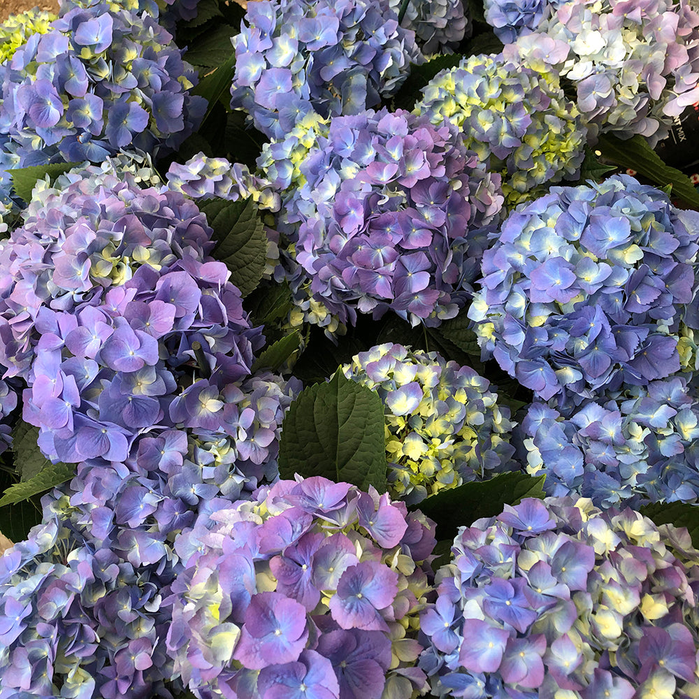 Hydrangea (non perennial variety)