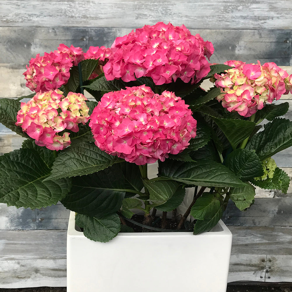 Hydrangea (non perennial variety) - Davenport Garden Centre