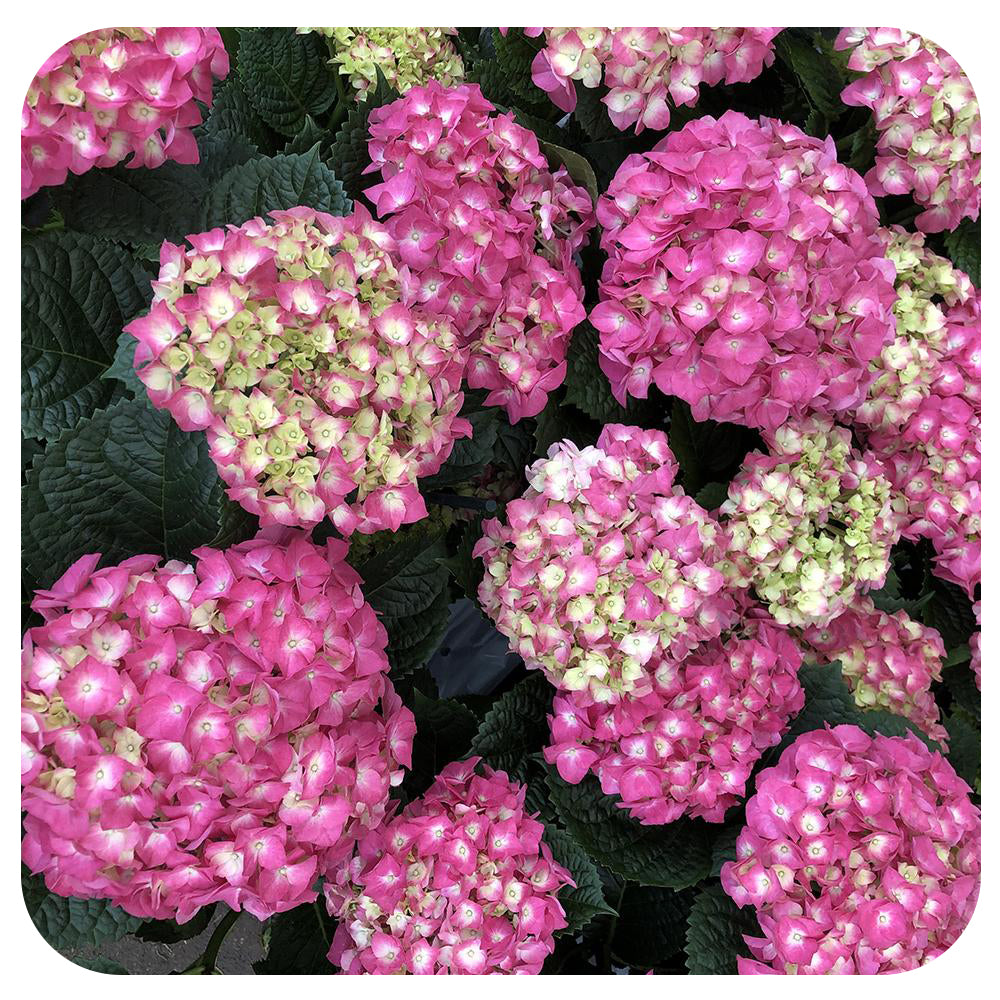 Hydrangea (non perennial variety)