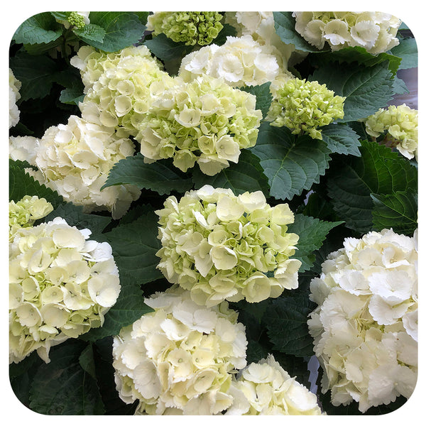 Annuals Tagged Hydrangeas Davenport Garden Centre Annuals tagged hydrangeas davenport garden centre