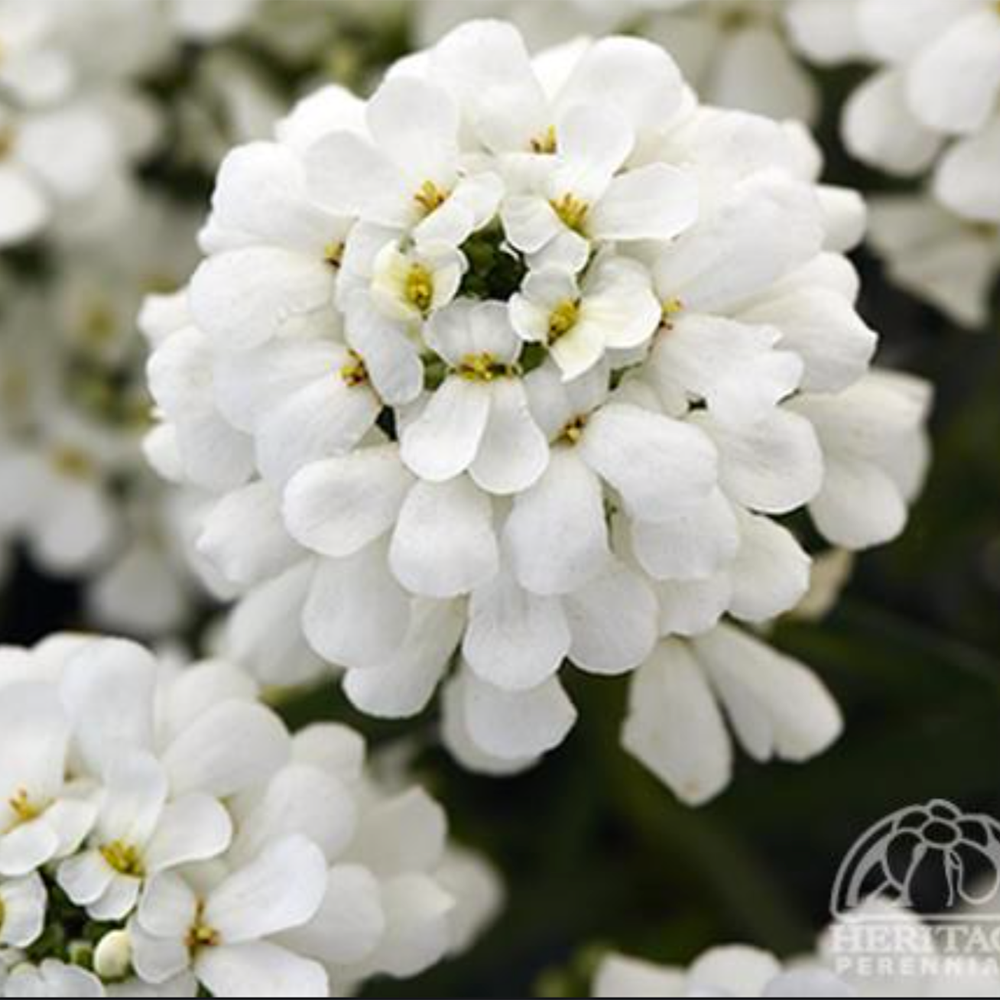 Iberis sempervirens ‘Snowsation’ (Candytuft)