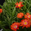 Ice Plant ‘Orange Glow’  (Delosperma cooperi)
