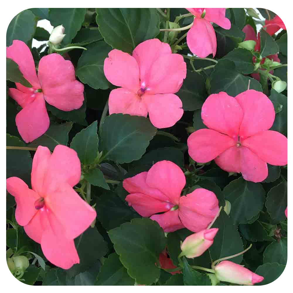 Shade Impatiens
