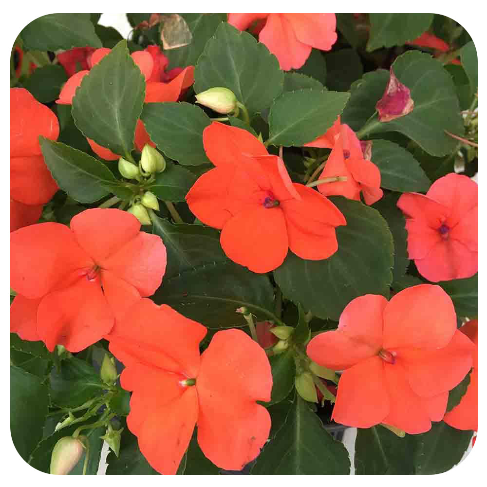 Shade Impatiens
