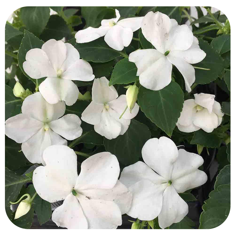 Shade Impatiens