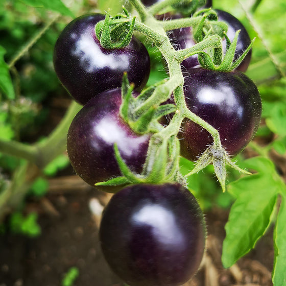 Cherry tomato, Indigo Rose - Organic