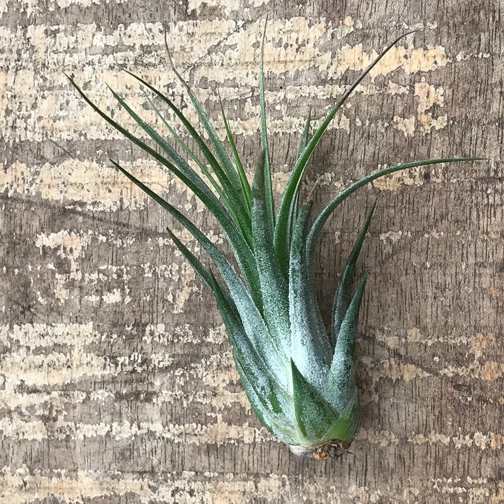 Ionantha Tillandsia Air Plant - Green